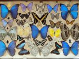 de nombreux papillons exposés dans une boîte