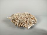 a shell that is sitting on a white surface