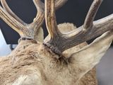 a close up of a deer ' s head with antlers on it ' s head
