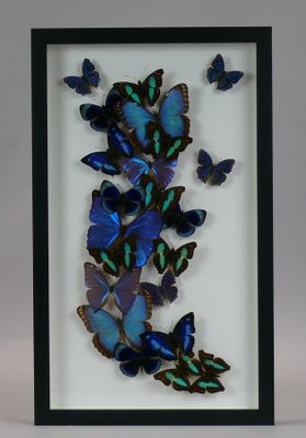 blue butterflies in a shadow box on a white background