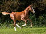 un cheval alezan qui court dans l'herbe