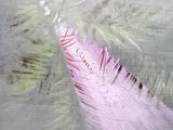 a pink feather that is laying on the ground