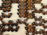 a lot of butterflies that are on display on the wall