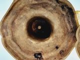 a close up of a piece of fruit with a hole in it