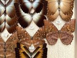 a lot of butterflies that are on display in a box
