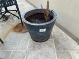 une plante posée dans un pot posé par terre