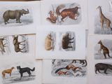 de nombreux types d'animaux différents qui se trouvent sur la table