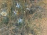 une image représentant un tableau de fleurs dans un champ d'herbe