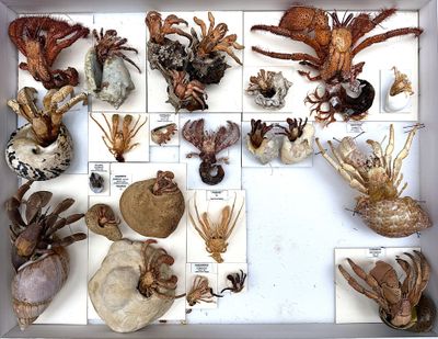 many different types of sea life displayed in a white box