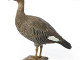 a bird that is standing on a wooden base