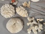 many different types of corals on the table