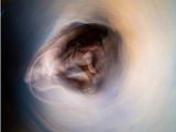 une image floue du museau d'un chien au centre d'une spirale