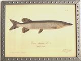 an antique print of a fish in a frame on a wall