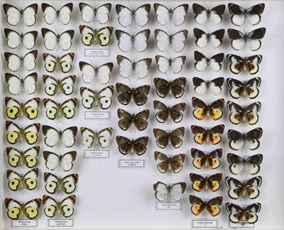 de nombreux types de papillons différents présentés dans une vitrine