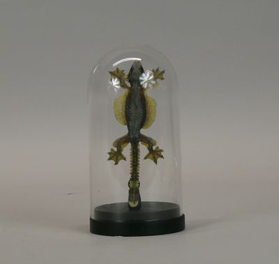 a glass dome with a lizard inside of it