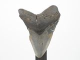 a shark tooth that is on top of a pole