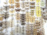 many different types of butterflies on display in a glass case