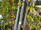 a tree that is growing out of the ground next to a fence