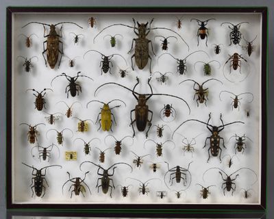 de nombreux insectes exposés dans une vitrine-cadre