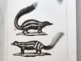 a picture of a book with drawings of animals on it