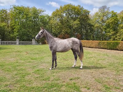 a horse that is standing in the grass in the yard