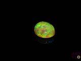 an oplite in the dark with a black background