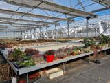 de nombreuses espèces de plantes différentes dans la serre
