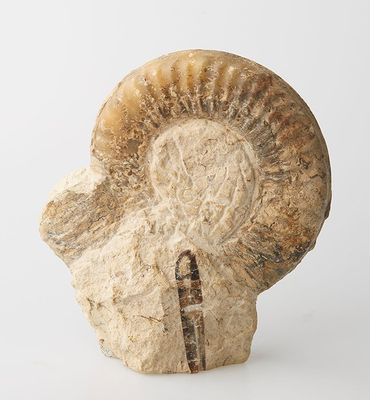 an ammonet fossil on a white surface with a white background