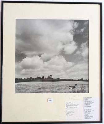 une photo en noir et blanc d'une vache dans un champ