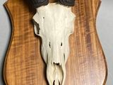 a deer skull mounted on a wooden shield on the wall