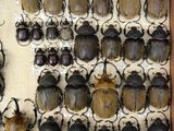 a lot of beetles that are in a wooden box