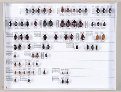 beaucoup d'insectes accrochés au mur