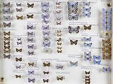 de nombreux types de papillons différents présentés dans une vitrine