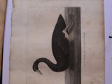 a picture of a black cat that is on a piece of paper