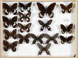 de nombreux papillons disposés dans un cadre en bois