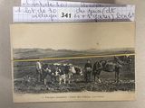 une vieille photo montrant un groupe de vaches dans un champ