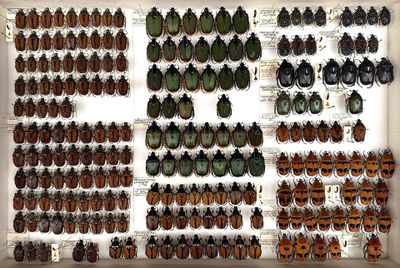 many beetles on display in a white display case
