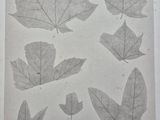 an old book with a bunch of different leaves on it