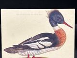 une carte sur laquelle figure un canard perché sur une branche