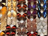 many different types of butterflies displayed in a display case