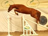 a brown horse jumping over an obstacle in a competition