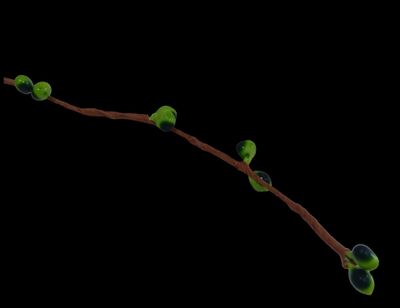 time lapse of buds on a twig on a twig tree branch