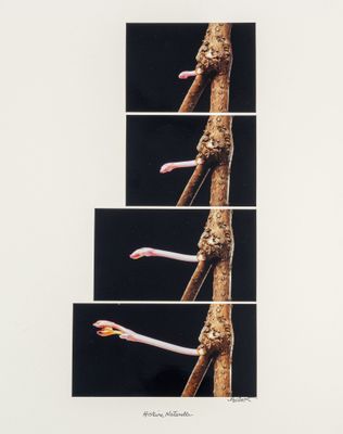 René BASSET (1919-2021) Histoire Naturelle