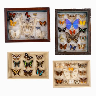 quatre papillons encadrés sont exposés dans une vitrine sur fond blanc