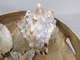 a shell on a plate with other shells on the table