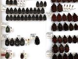 a lot of beetles that are on display in a glass case