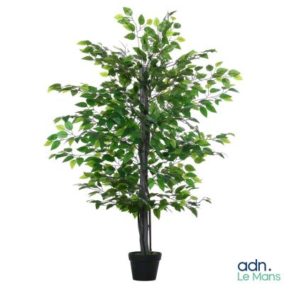 un arbre vert dans un pot noir sur fond blanc