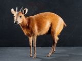 a deer that is standing in front of a black background
