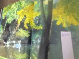 une photo d'un livre sur lequel figure l'image d'une forêt