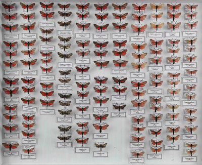 de nombreux papillons exposés dans une vitrine